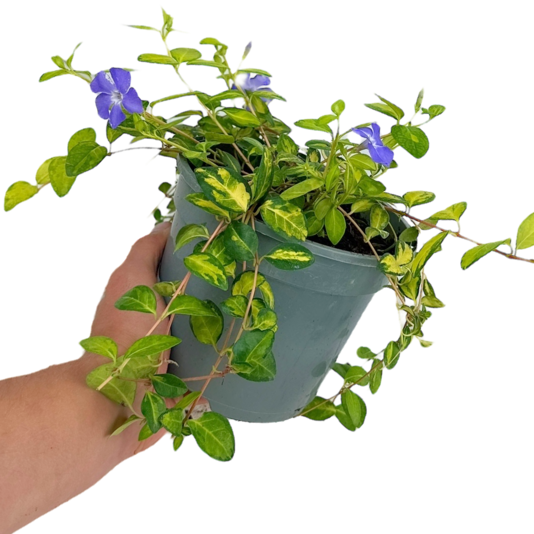 Vinca Minor Illumination - Frankton's