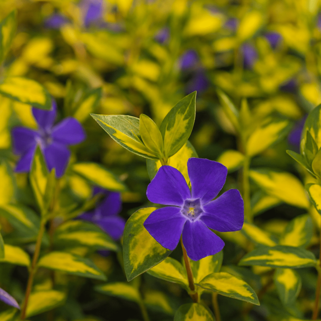 Vinca Minor Illumination - Frankton's