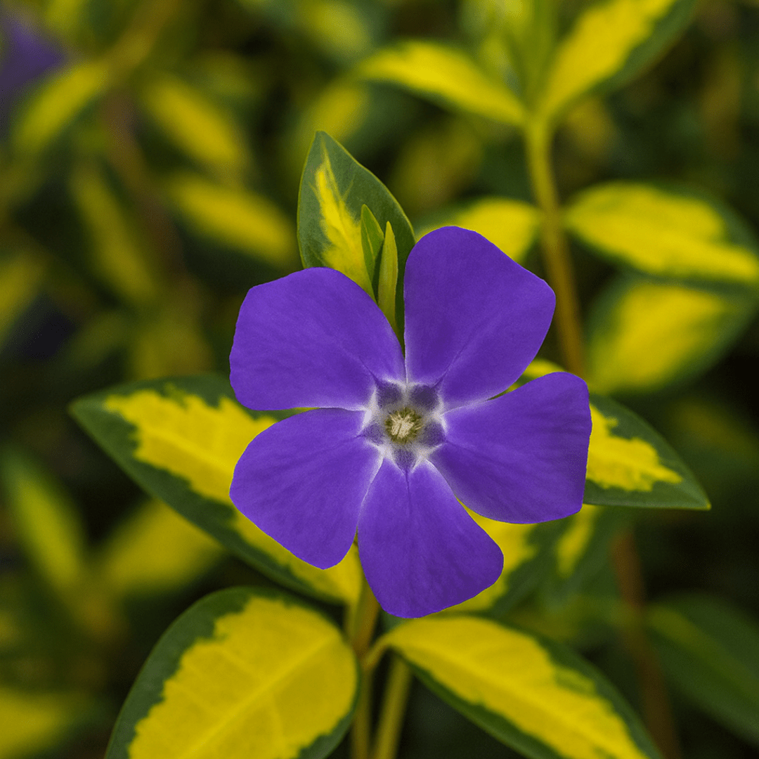 Vinca Minor Illumination - Frankton's