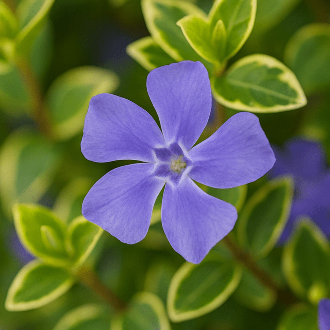 Vinca Ralph Shugert - Frankton's