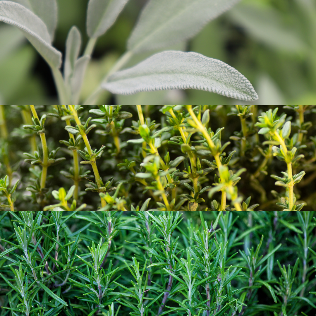 Winter Cooking Collection - Sage, Thyme, Rosemary - Frankton's