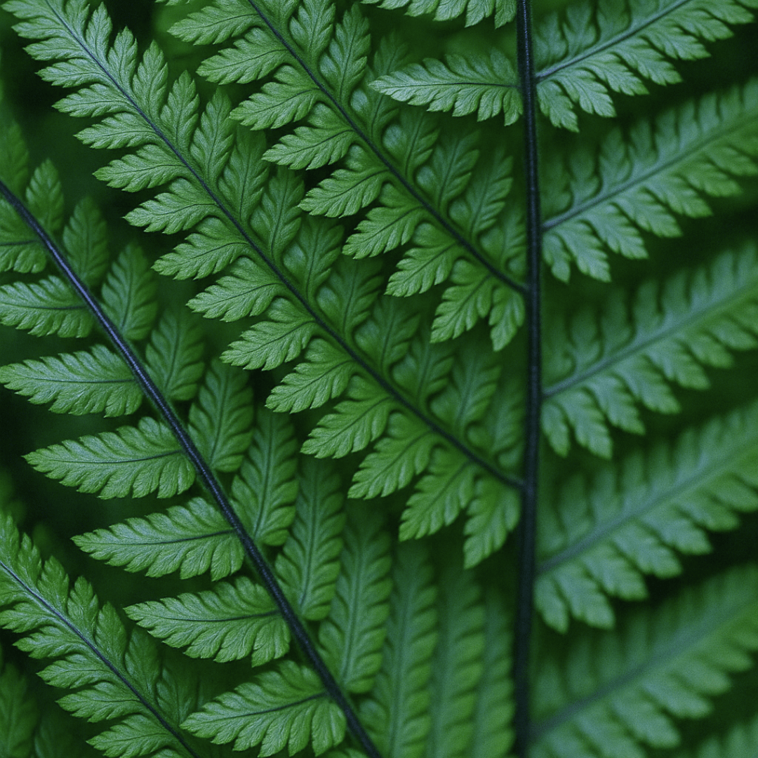 Wood Fern Dryopteris Atrata - Frankton's