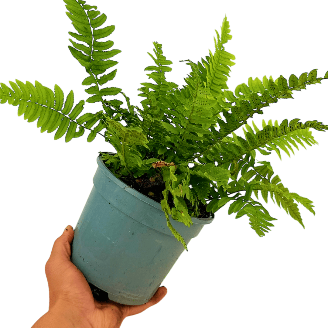 Wood Fern Dryopteris Atrata - Frankton's