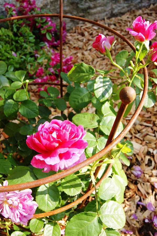 Peony Supports - Set of 2 - Frankton's