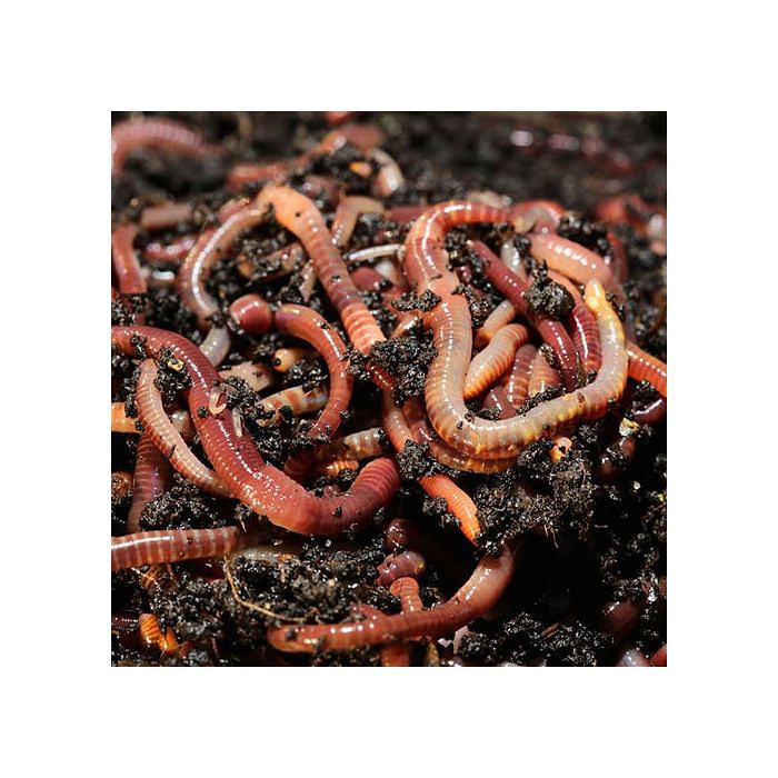 Tiger Worms For Wormery - Frankton's