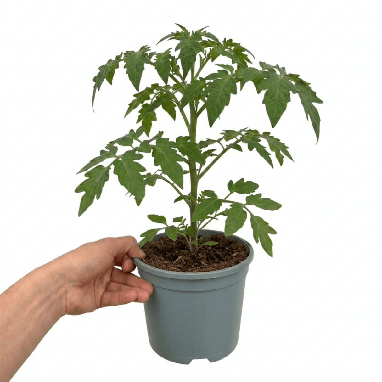 1 Alicante Tomato Plant, Live Outdoor Garden Ready, Grow Your Own Tomatoes, 2 Litre Root Ball - Frankton's