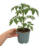 1 Alicante Tomato Plant, Live Outdoor Garden Ready, Grow Your Own Tomatoes, 2 Litre Root Ball - Frankton's