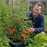1 Alicante Tomato Plant, Live Outdoor Garden Ready, Grow Your Own Tomatoes, 2 Litre Root Ball - Frankton's