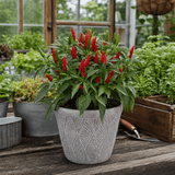 1 Apache Chilli Pepper Plant, Live Hot Pepper, Patio Ready, Grow Your Own Chilli, 2Ltr Root Ball - Frankton's