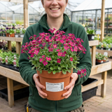 1 Arabis Aubrieta Deep Rose Plant, Hardy Evergreen Alpine Perennial, 2 Litre Root Ball - Frankton's