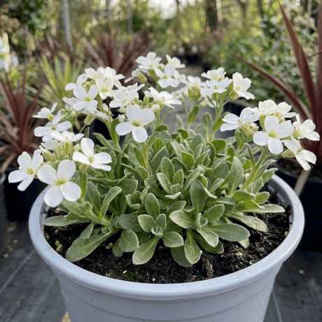 1 Arabis Aubris White Rockcress Plant, Hardy Alpine Perennial Ground Cover, 2L Root Ball - Frankton's