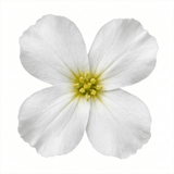 1 Arabis Aubris White Rockcress Plant, Hardy Alpine Perennial Ground Cover, 2L Root Ball - Frankton's