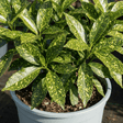 1 Aucuba Japonica Crotonifolia Gold Dust Spotted Laurel, Hardy Evergreen Shade Shrub, 7.5L Root-Ball - Frankton's