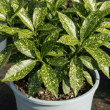 1 Aucuba Japonica Crotonifolia Gold Dust Spotted Laurel, Hardy Evergreen Shade Shrub, 7.5L Root-Ball - Frankton's