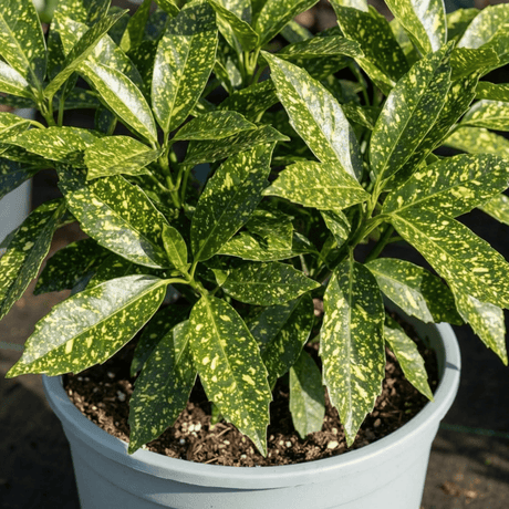 1 Aucuba Japonica Crotonifolia Gold Dust Spotted Laurel, Hardy Evergreen Shade Shrub, 7.5L Root-Ball - Frankton's