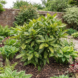 1 Aucuba Japonica Crotonifolia Gold Dust Spotted Laurel, Hardy Evergreen Shade Shrub, 7.5L Root-Ball - Frankton's