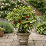 1 Aucuba Japonica Crotonifolia Gold Dust Spotted Laurel, Hardy Evergreen Shade Shrub, 7.5L Root-Ball - Frankton's