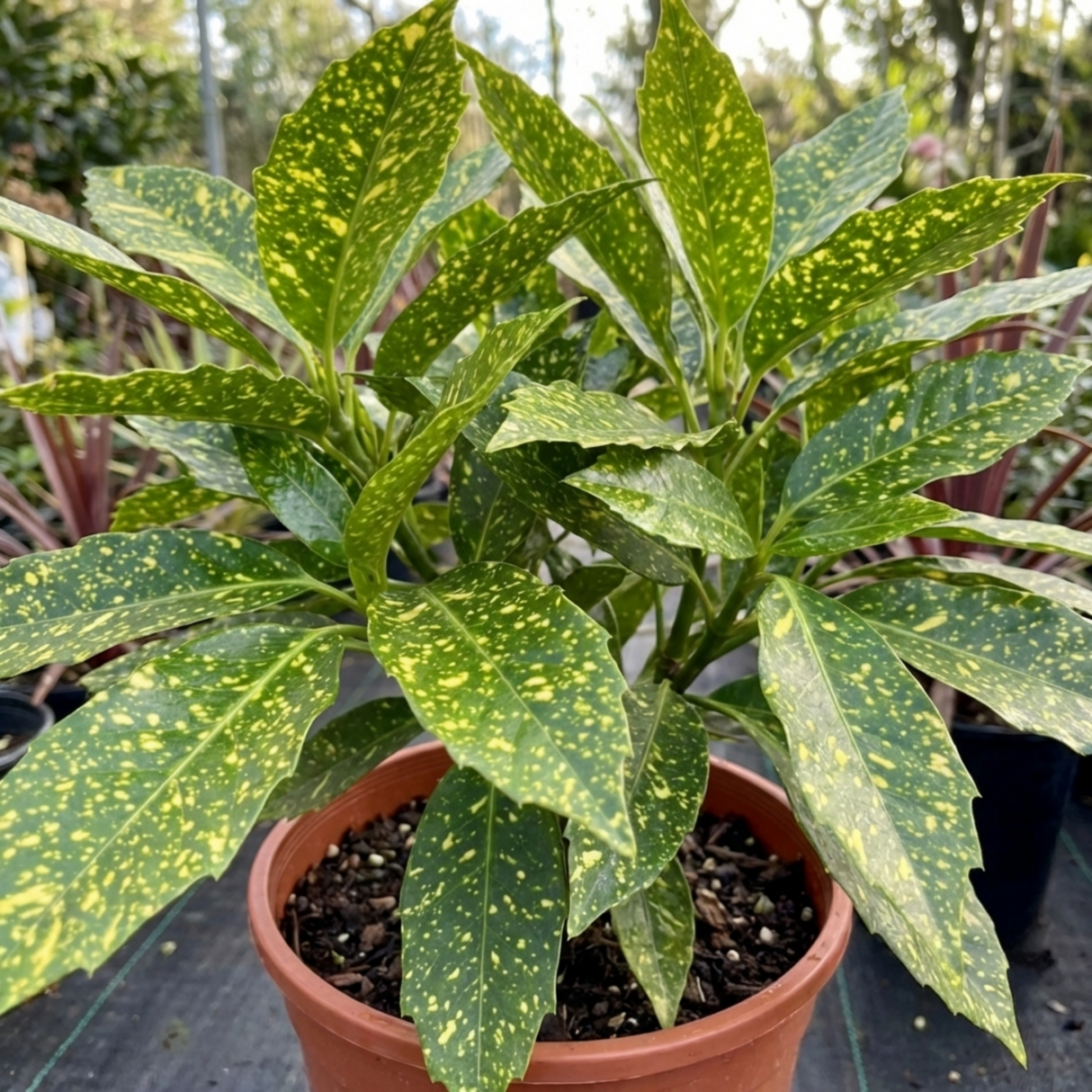 1 Aucuba Japonica Crotonifolia Spotted Laurel, Hardy Evergreen Garden Shrub, 2 Litre Root-Ball - Frankton's