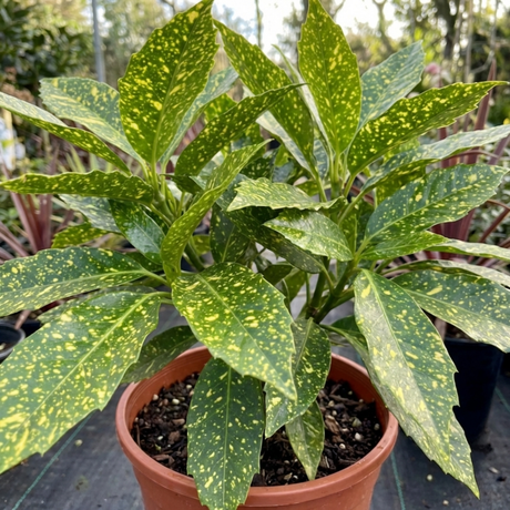 1 Aucuba Japonica Crotonifolia Spotted Laurel, Hardy Evergreen Garden Shrub, 2 Litre Root-Ball - Frankton's