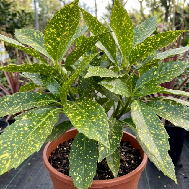 1 Aucuba Japonica Crotonifolia Spotted Laurel, Hardy Evergreen Garden Shrub, 2 Litre Root-Ball - Frankton's