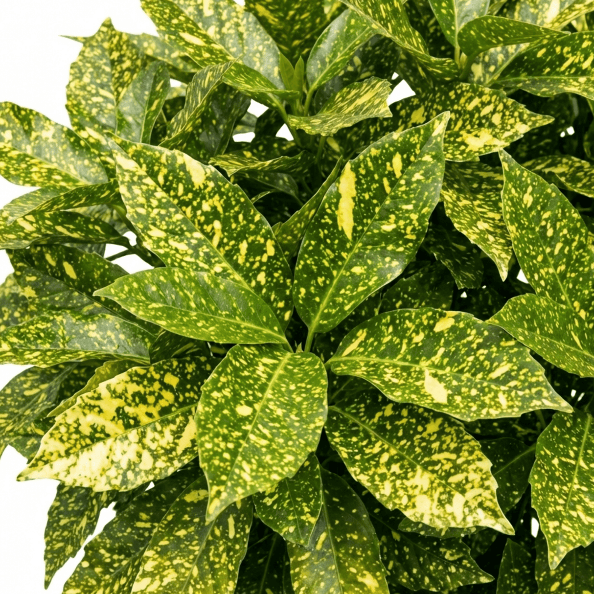 1 Aucuba Japonica Crotonifolia Spotted Laurel, Hardy Evergreen Garden Shrub, 2 Litre Root-Ball - Frankton's