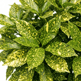 1 Aucuba Japonica Crotonifolia Spotted Laurel, Hardy Evergreen Garden Shrub, 2 Litre Root-Ball - Frankton's