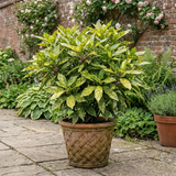 1 Aucuba Japonica Crotonifolia Spotted Laurel, Hardy Evergreen Garden Shrub, 2 Litre Root-Ball - Frankton's