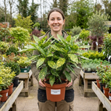 1 Aucuba Japonica Crotonifolia Spotted Laurel, Hardy Evergreen Garden Shrub, 2 Litre Root-Ball - Frankton's