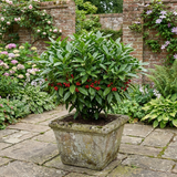1 Aucuba Japonica Rozannie Plant, Hardy Evergreen Shrub, Outdoor Garden Ready, 3 Litre Root Ball - Frankton's