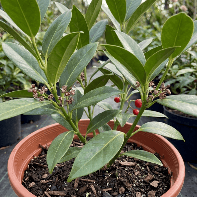 1 Aucuba Japonica Rozannie Plant, Hardy Evergreen Shrub, Outdoor Garden Ready, 3 Litre Root Ball - Frankton's