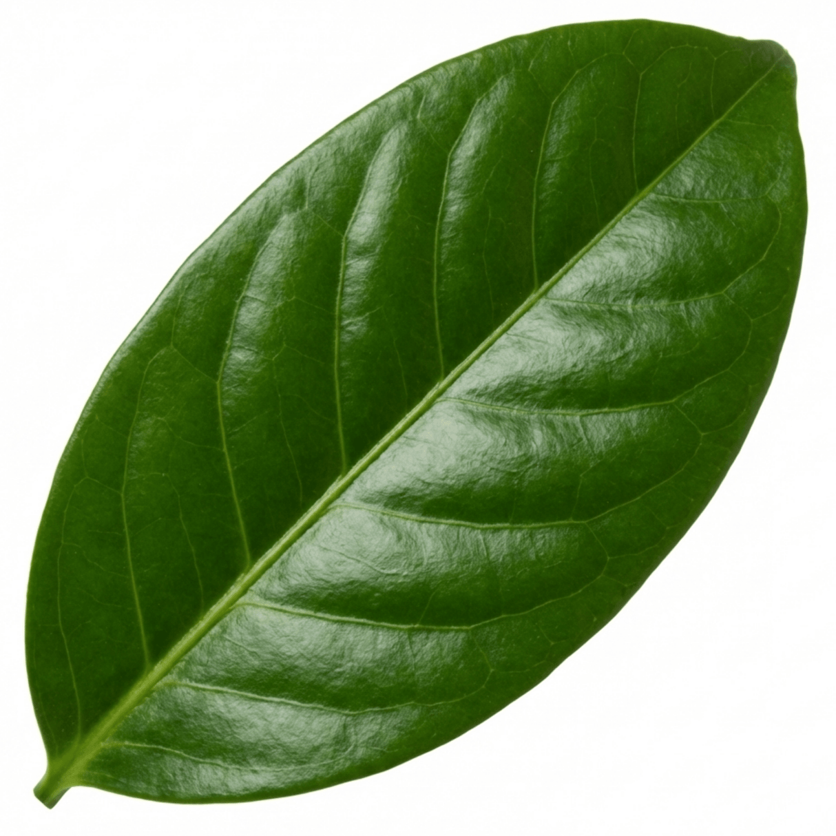 1 Aucuba Japonica Rozannie Plant, Hardy Evergreen Shrub, Outdoor Garden Ready, 3 Litre Root Ball - Frankton's