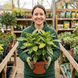 1 Aucuba Japonica Variegata Spotted Laurel Plant, Shade Loving Hardy Evergreen Shrub, 2 Litre Root Ball - Frankton's