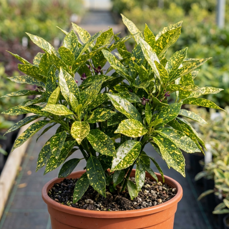 1 Aucuba Japonica Variegata Spotted Laurel Plant, Shade Loving Hardy Evergreen Shrub, 2 Litre Root Ball - Frankton's