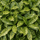 1 Aucuba Japonica Variegata Spotted Laurel Plant, Shade Loving Hardy Evergreen Shrub, 2 Litre Root Ball - Frankton's