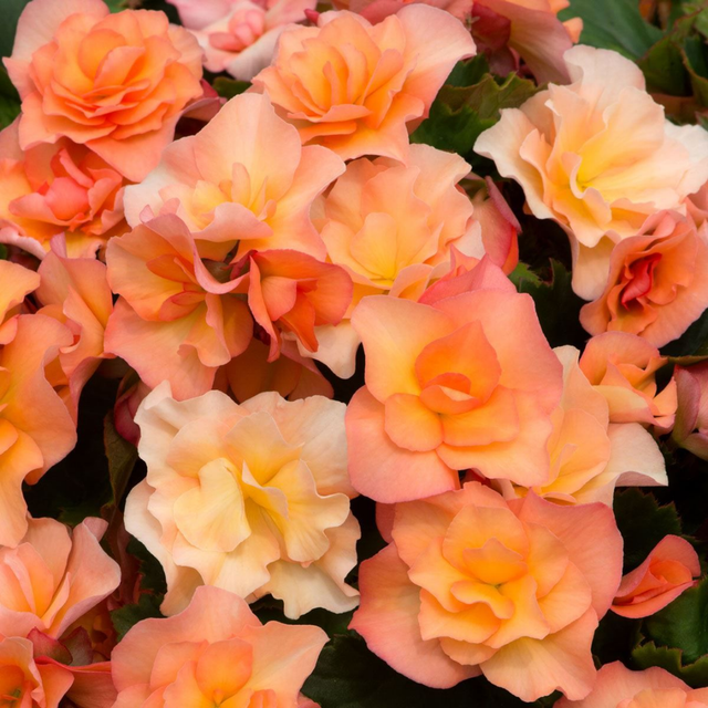 1 Begonia Solenia Apricot Plant, Summer Flowering, Outdoor Garden Ready, 17cm Root-Ball - Frankton's