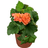 1 Begonia Solenia Apricot Plant, Summer Flowering, Outdoor Garden Ready, 17cm Root-Ball - Frankton's