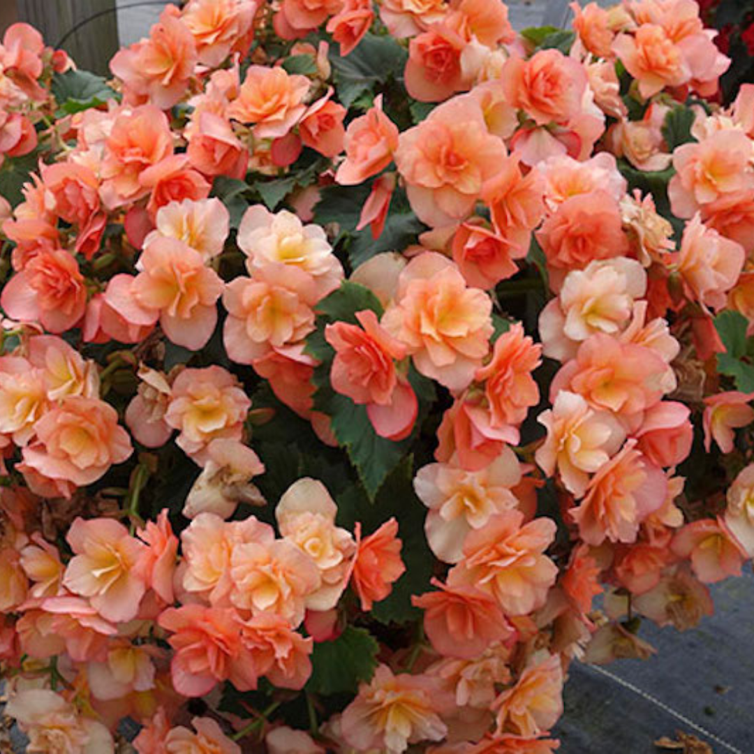 1 Begonia Solenia Apricot Plant, Summer Flowering, Outdoor Garden Ready, 17cm Root-Ball - Frankton's