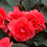 1 Begonia Solenia Dark Pink Flowering Plant, Summer Garden Ready, 17cm Root Ball - Frankton's
