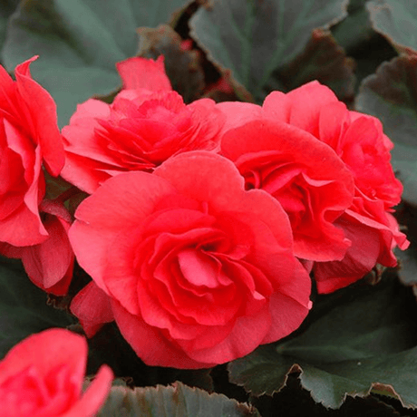 1 Begonia Solenia Dark Pink Flowering Plant, Summer Garden Ready, 17cm Root Ball - Frankton's