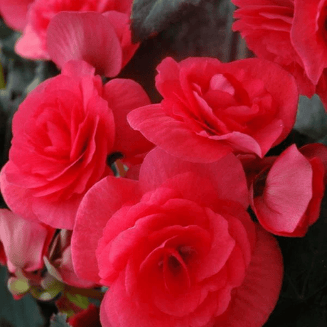1 Begonia Solenia Dark Pink Flowering Plant, Summer Garden Ready, 17cm Root Ball - Frankton's