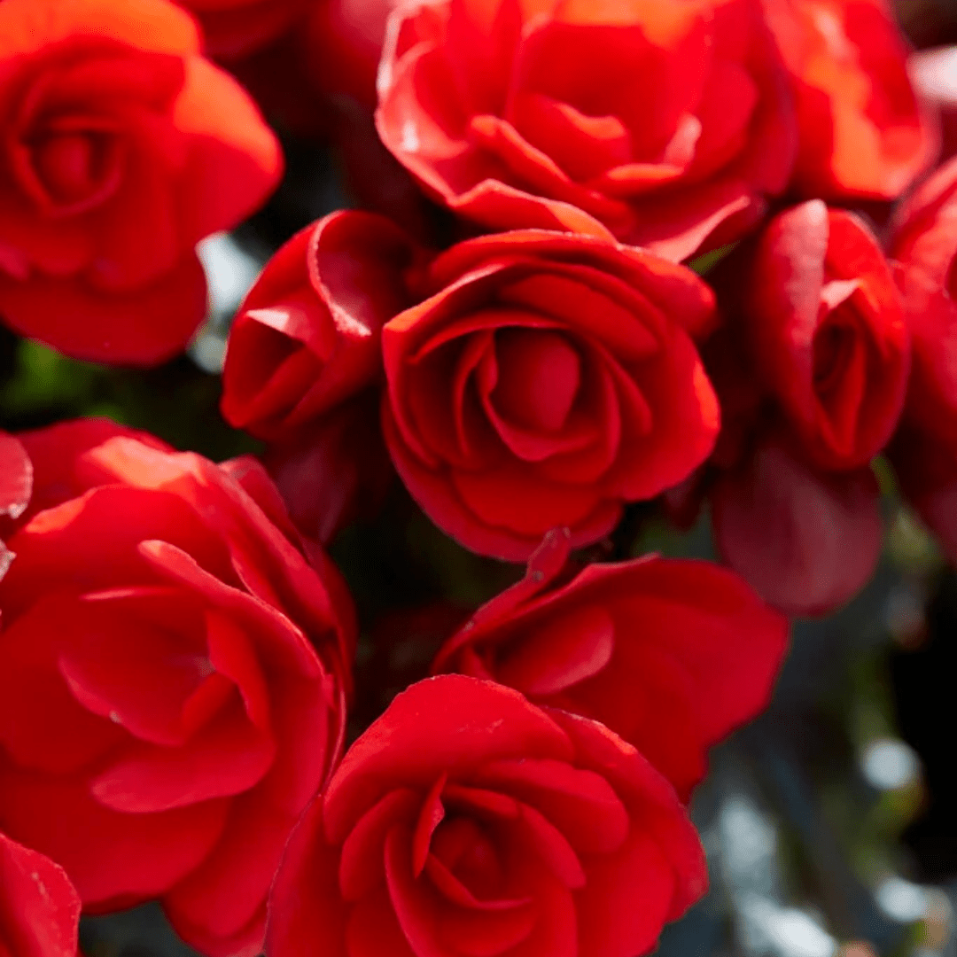 1 Begonia Vermillion Red Upright Live Plant, Summer Bedding Garden Ready, 2Ltr Root Ball - Frankton's