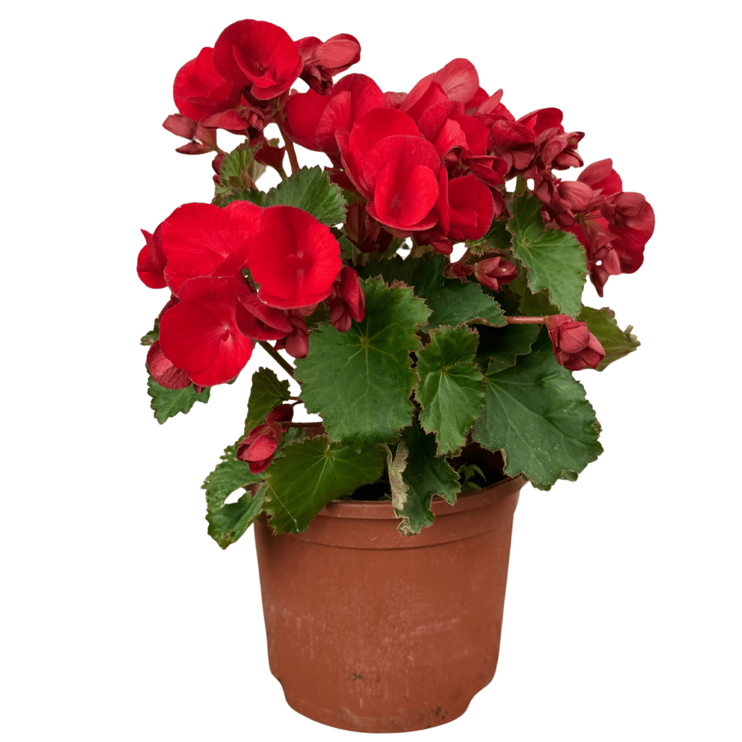 1 Begonia Vermillion Red Upright Live Plant, Summer Bedding Garden Ready, 2Ltr Root Ball - Frankton's