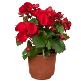 1 Begonia Vermillion Red Upright Live Plant, Summer Bedding Garden Ready, 2Ltr Root Ball - Frankton's