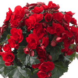 1 Begonia Vermillion Red Upright Live Plant, Summer Bedding Garden Ready, 2Ltr Root Ball - Frankton's