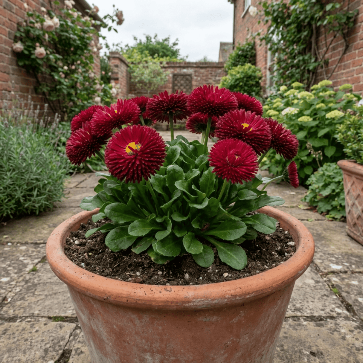 1 Bellis Habanera Red Hardy English Daisy Plant, Outdoor Garden Ready, 2 Litre Root Ball - Frankton's