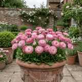 1 Bellis Habanera Rose Pink Double Daisy Plant, Hardy Perennial Spring Bedding, 2Ltr Root Ball - Frankton's