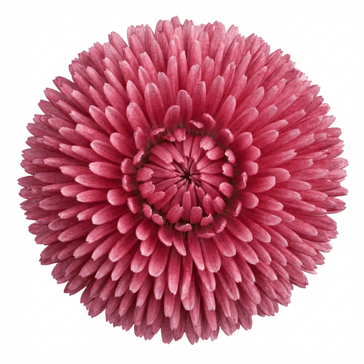 1 Bellis Habanera Rose Pink Double Daisy Plant, Hardy Perennial Spring Bedding, 2Ltr Root Ball - Frankton's