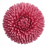 1 Bellis Habanera Rose Pink Double Daisy Plant, Hardy Perennial Spring Bedding, 2Ltr Root Ball - Frankton's