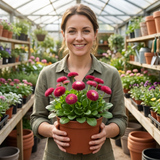 1 Bellis Habanera Rose Pink Double Daisy Plant, Hardy Perennial Spring Bedding, 2Ltr Root Ball - Frankton's
