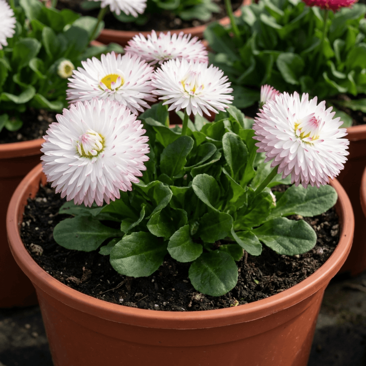 1 Bellis Habanera White English Daisy Plant, Outdoor Garden Ready, Spring & Autumn Bedding, 2Ltr Root-Ball - Frankton's